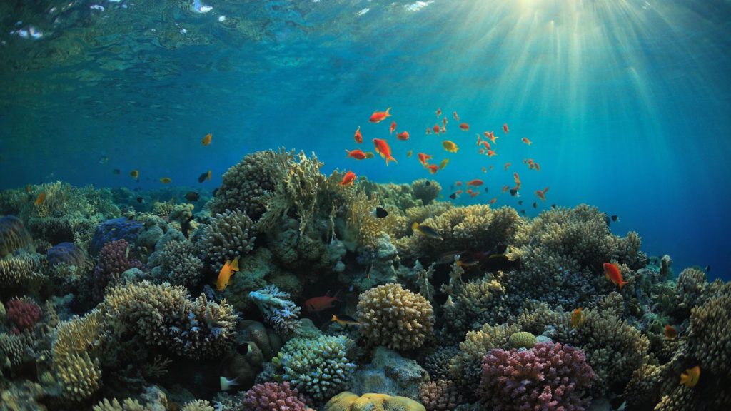 como es bucear en el Mar Rojo