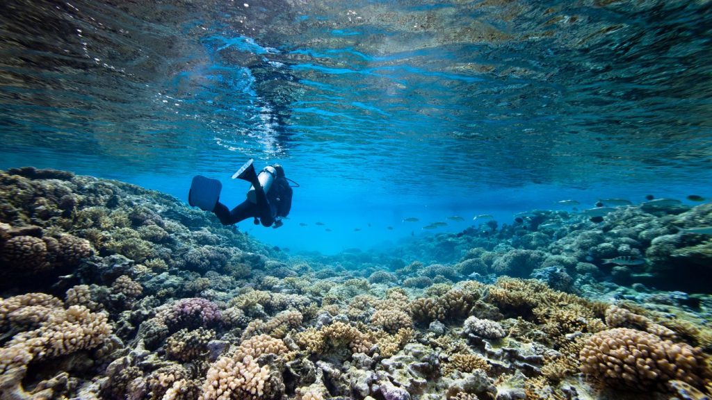 Comparativa: bucear en el Mar Rojo vs. Maldivas