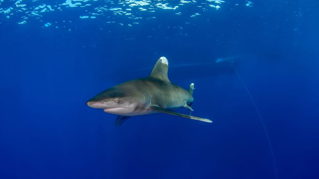 Bucear con tiburones en el Mar Rojo