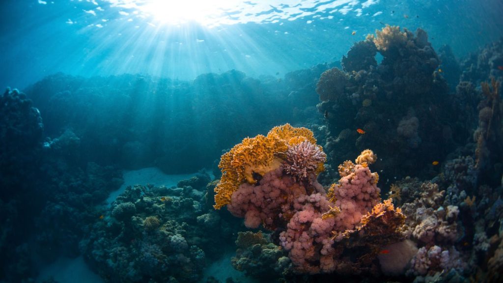 mejores sitios para bucear en el mar rojo