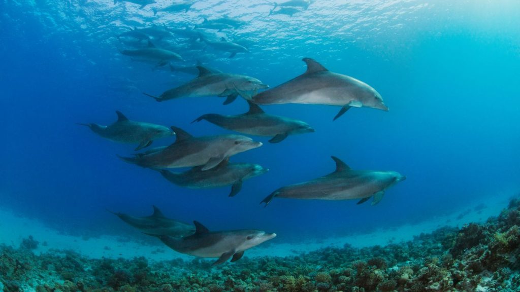 mejor época para bucear en el Mar Rojo