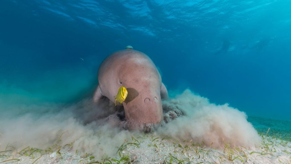 consejos para tu primer viaje de buceo en el Mar Rojo