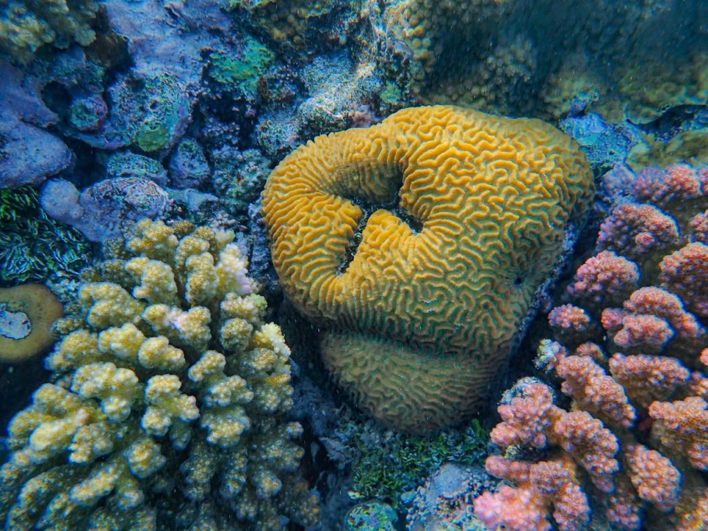 Biodiversidad del Mar Rojo: un paraíso coralino único para los amantes del buceo