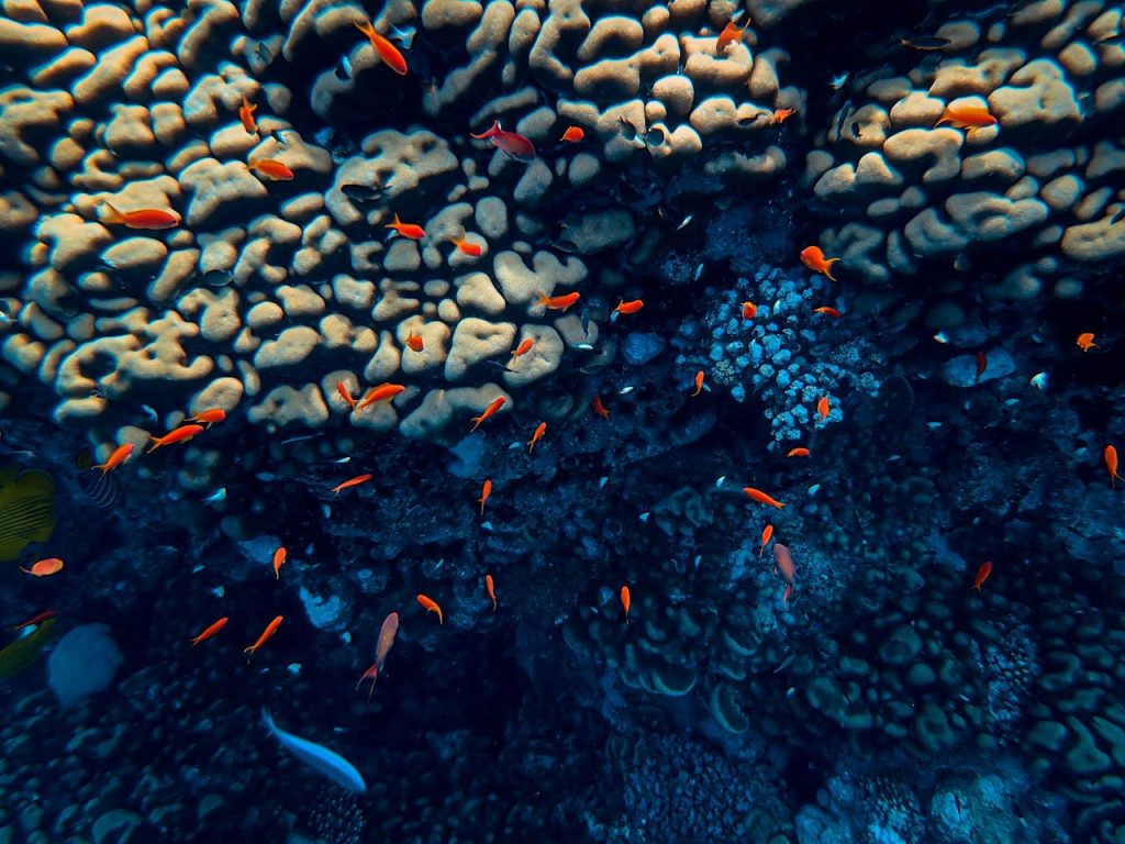 ¿Cuánto cuesta un viaje de buceo al Mar Rojo?
