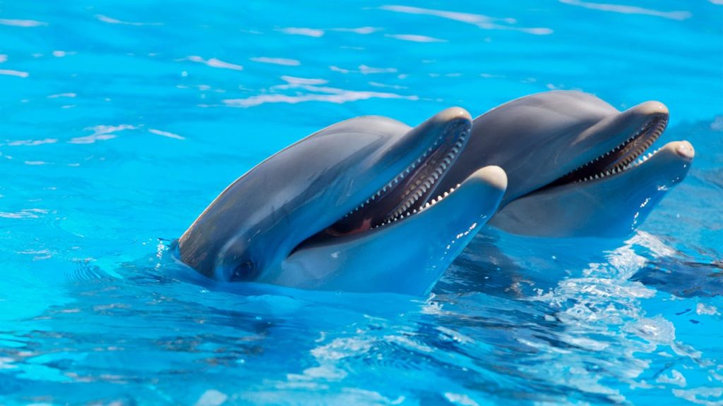 Dónde nadar con Delfines en el Mar Rojo