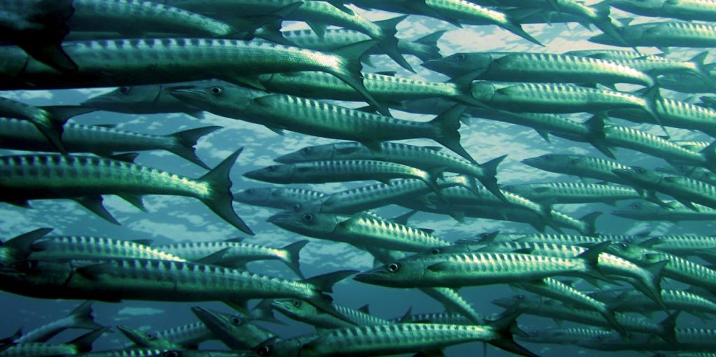 barracudas