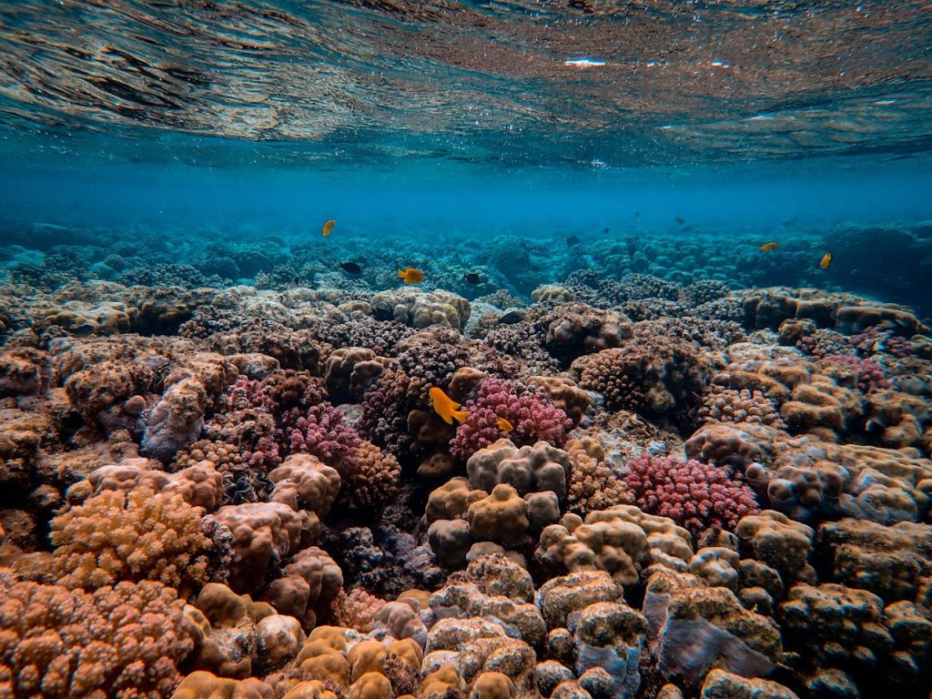Todo lo que necesitas saber para bucear entre arrecifes de coral