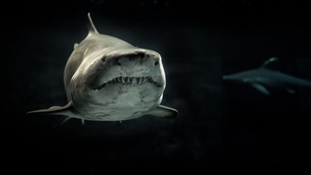 mejores destinos para bucear con tiburones