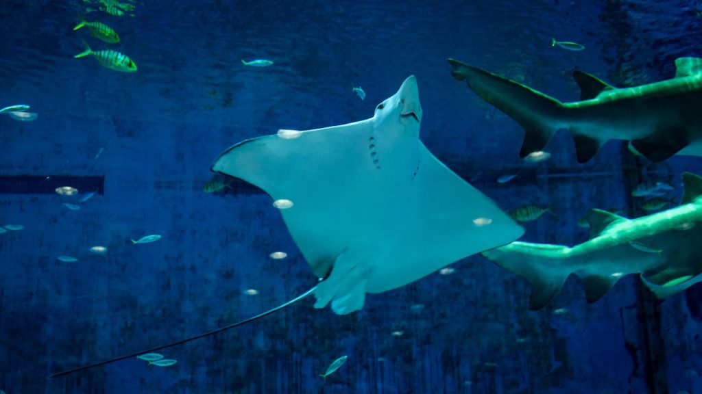 mantarraya