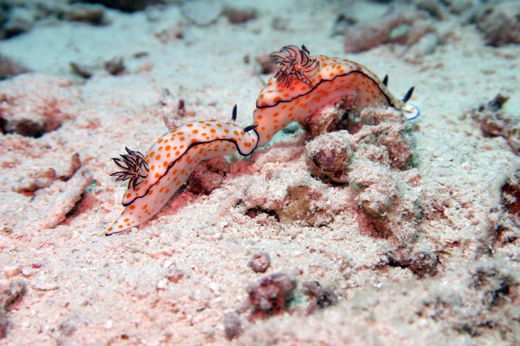 ¿Qué son los nudibranquios?