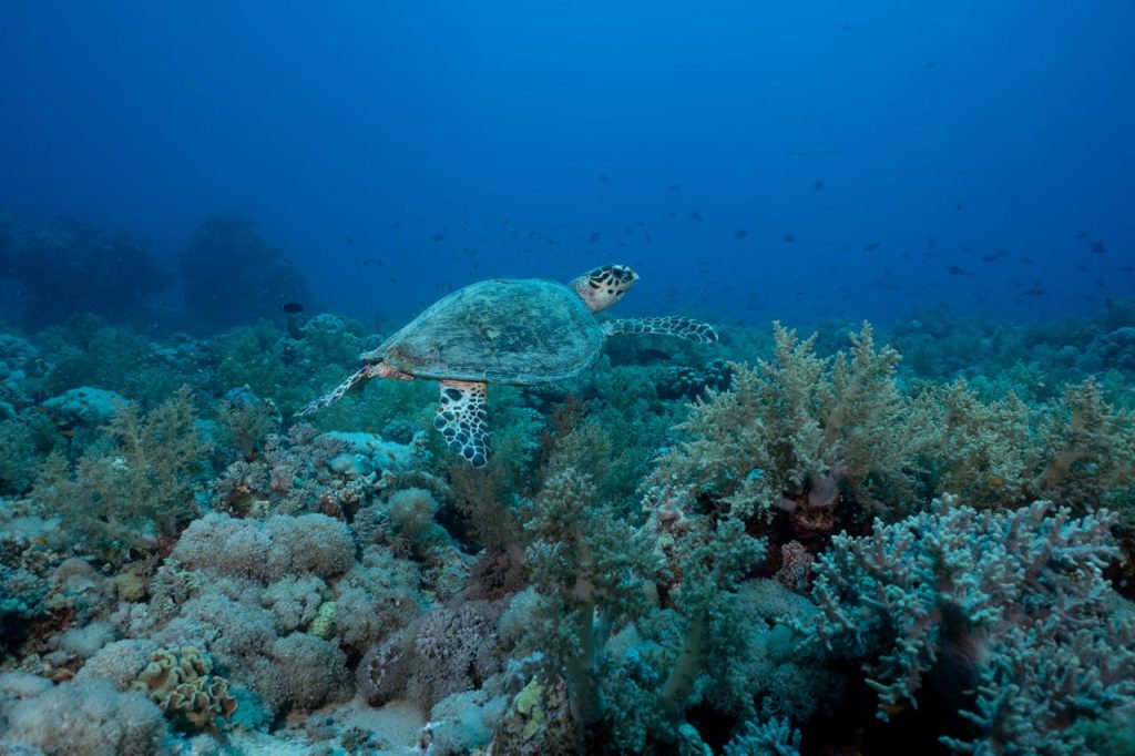 tipos de tortugas marinas