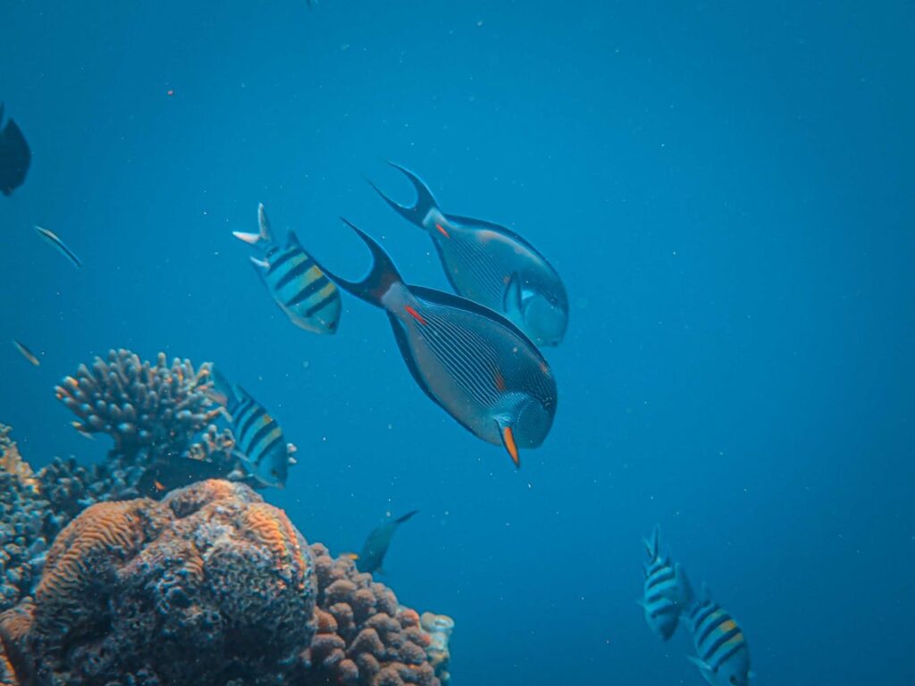 Qué especies ver en el Mar Rojo según la época del año