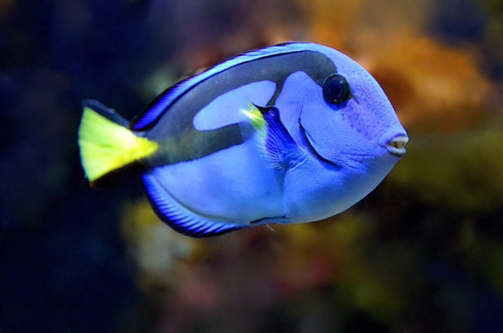 pez cirujano dory