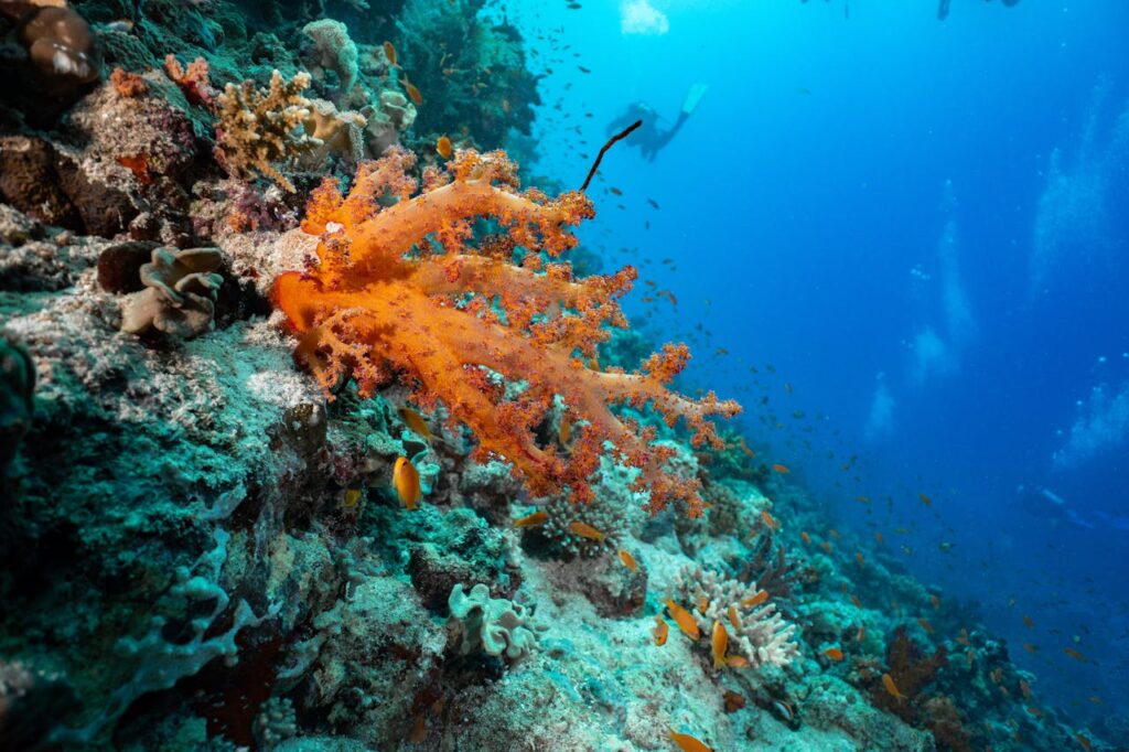 Por qué se llama mar rojo