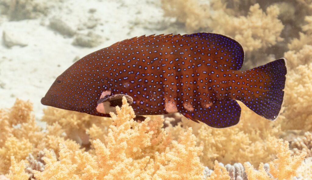 merlo de coral