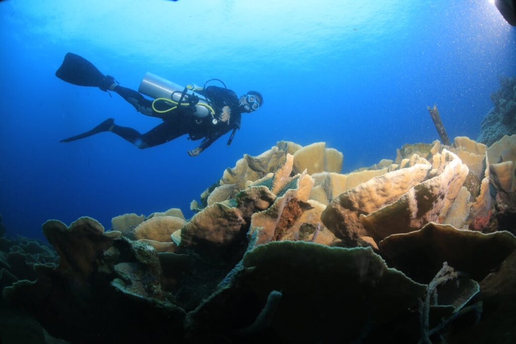 Formación de buceo gratis en nuestros viajes del Mar Rojo
