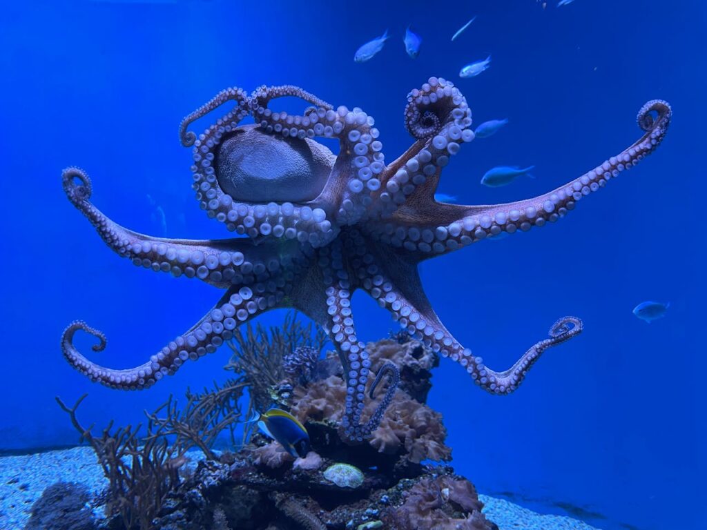 cefalópodos del mar rojo