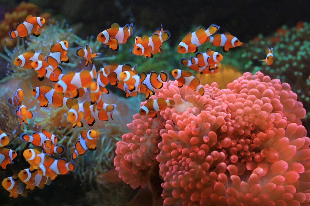 simbiosis mar rojo